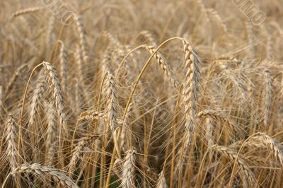 Wheat