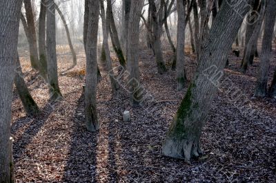 Trees