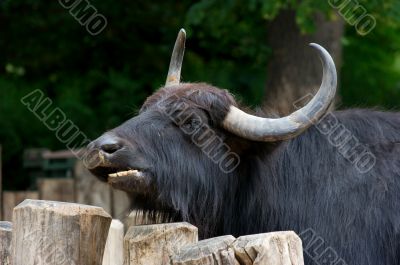 Buffalo