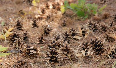 Pinecones