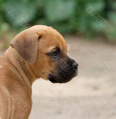 Puppy
