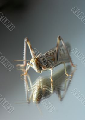 Grasshopper