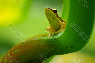 green frog