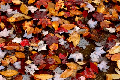 fallen leaves on water