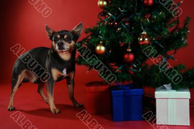 Chihuahua with Christmas tree