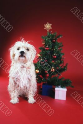 Dog next to Christmas tree
