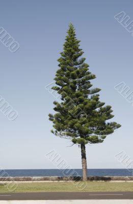 Pine Tree