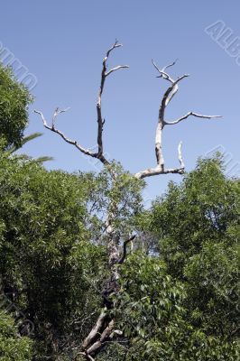 Dead Tree, Blue Sky