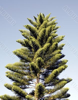 Pine Tree