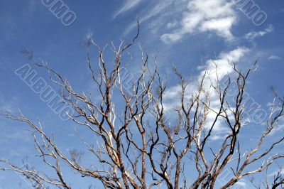 Dead Tree, Blue Sky