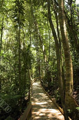 Jungle Path