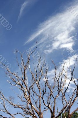 Dead Tree, Blue Sky