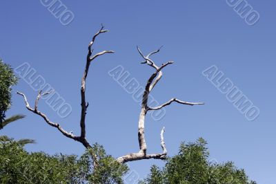 Dead Tree, Blue Sky