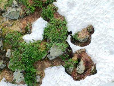 Plants in the snow