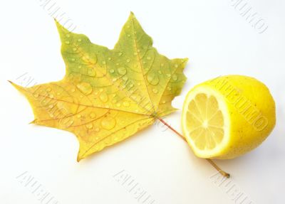 Leaf of a maple and lemon