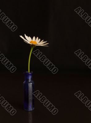 Daisy Still Life