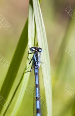 Blue dragonfly close-up