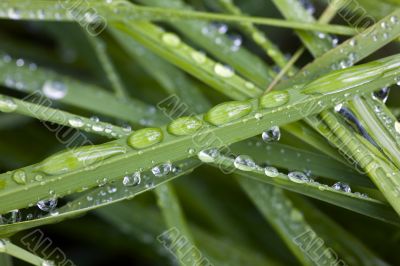 Grass after a rain