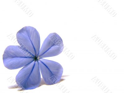 Plumbago Blue