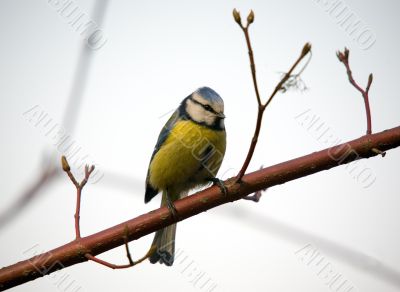 Blue tit