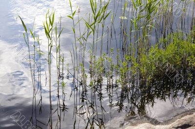 cane and reflections