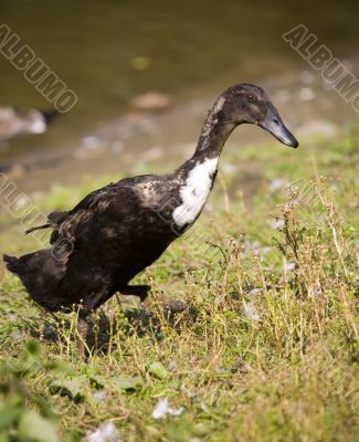 Eider in full growth