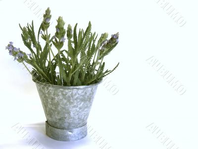 Lavender in Tin Bucket