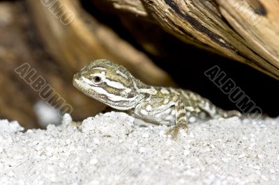 Bartagame