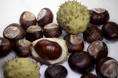 Chestnut