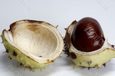 Chestnut