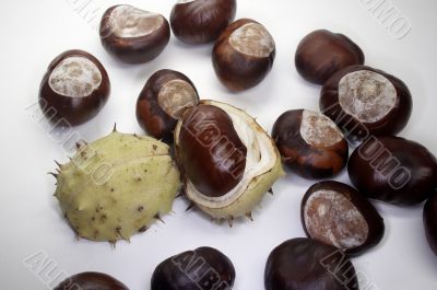 Chestnut