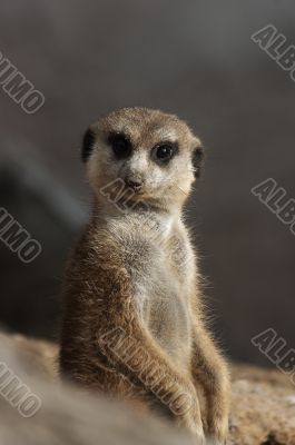 Meerkat