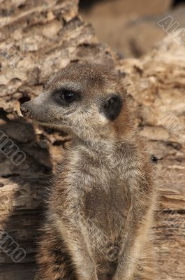 Meerkat