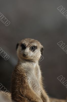 Meerkat