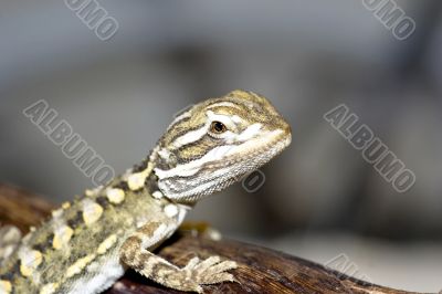Bartagame