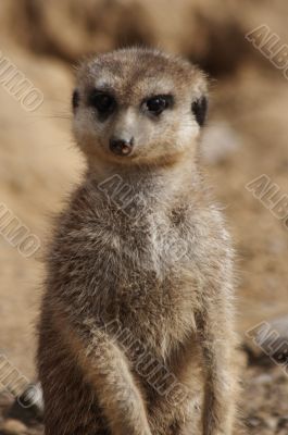 Meerkat