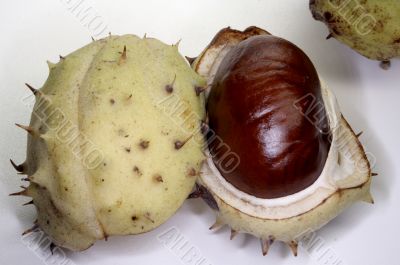 Chestnut