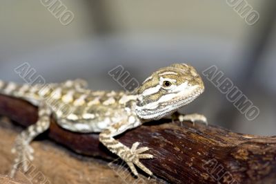 Bartagame
