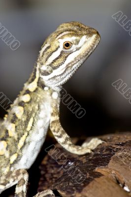 Bartagame