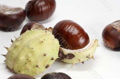 Chestnut