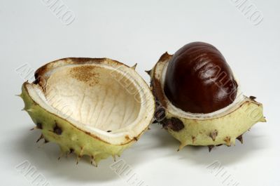 Chestnut
