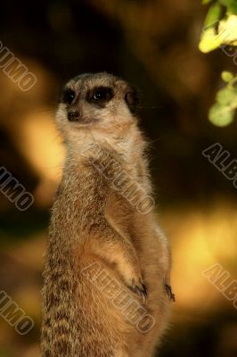 Meerkat