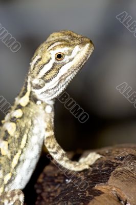 Bartagame