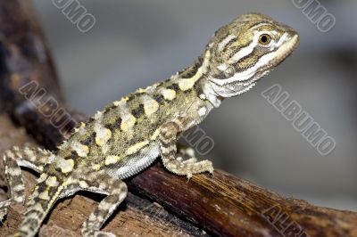 Bartagame