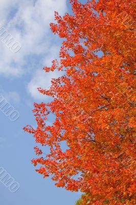Red maple leaves over the blue sky