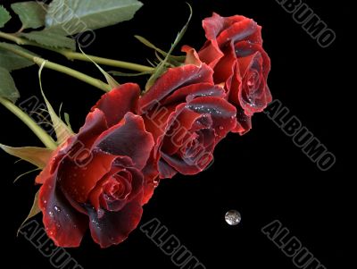 Three Red Roses with Waterdrop