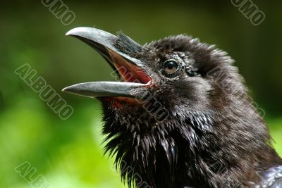 a head of raven on green background