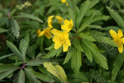 spring flowers