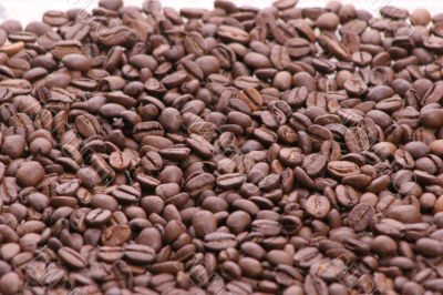 kofe beans