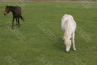 two horses